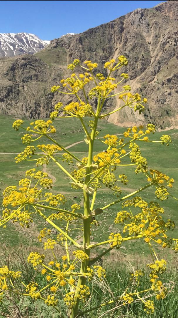 Galbanum Season: Wild-Harvested Galbanum Gum & Essential Oil | Sustainable Supplier