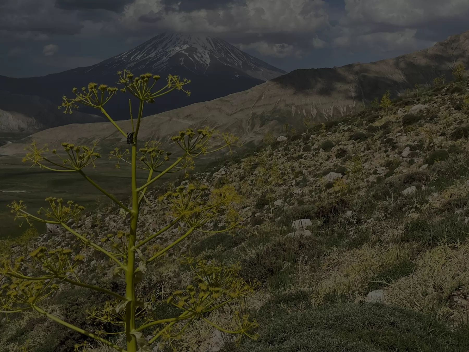 Iran galbanum plants growing in rocky mountains Iran galbanum plants growing in rocky mountains